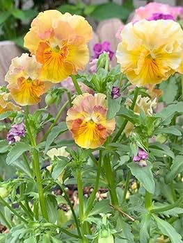 ビオラ　シェルブリエ　苗 送料無料]パンジー（フリル咲き）：シエルブリエ（ピンク系