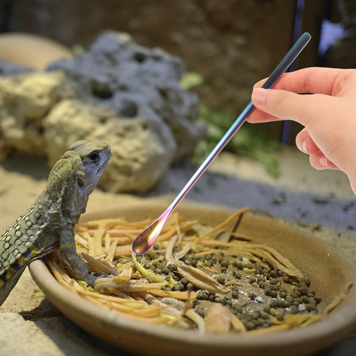 BESPORTBLE 3pcs Reptile Care Small Pet Feeding Spoon Stainless Steel Lizard Food Scoop Comfortable Handling