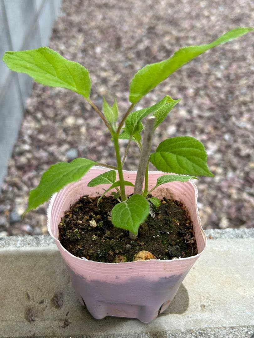 Amazon.co.jp: 西洋紫陽花アナベル挿し木苗 現物1ポット分 現物 9