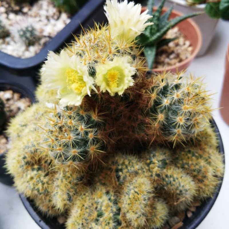 Mammillaria Cristata Golden Brain Cactus Live Plant | Rare Crested Cactus Plant | Live Cactus in 2.5 Inch Pot | Ideal for Collectors & Modern Home Décor