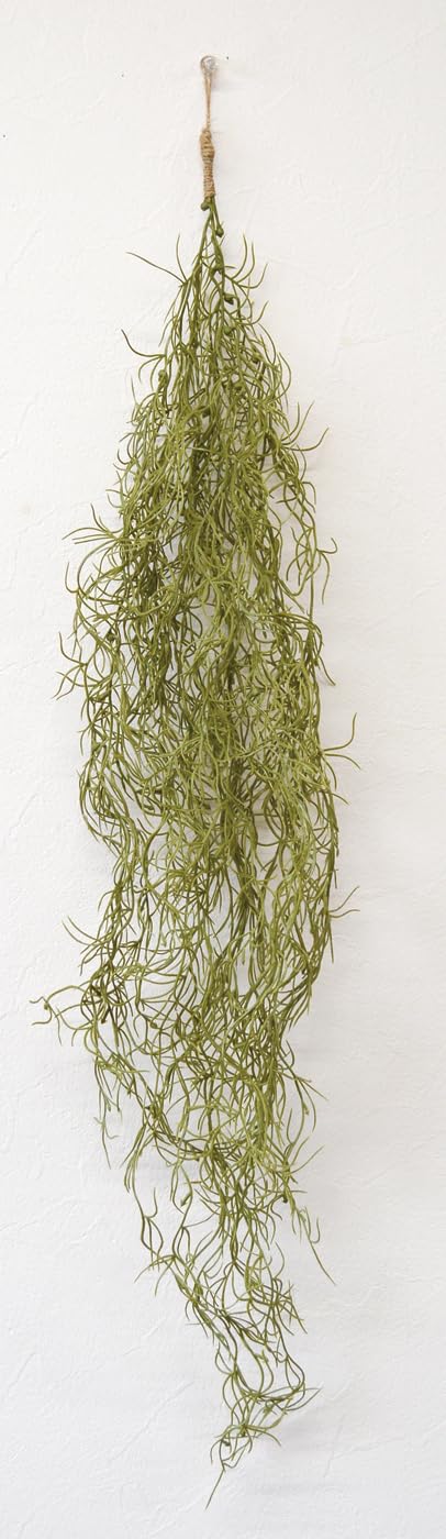 ????????(Kijapan) KI Japan 168904 Green Bush Spanish Moss