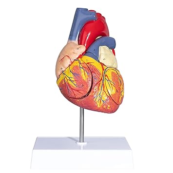 LVCHEN 2X Enlarged Anatomical Heart Model - Human Heart Model with Rigth/Left Atrial Appendage Anatomical Model for Science Classroom and Cardiology Study