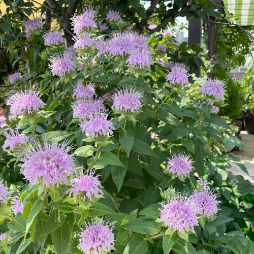 Semillas resistentes de ortiga india, jardín de melisa decoración, 100pcs