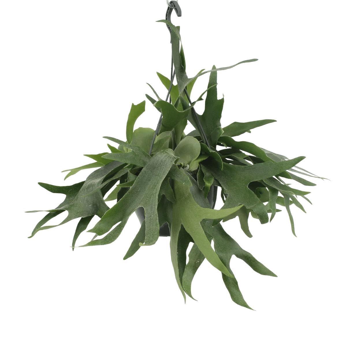 Hirschfarn – Höhe 50 cm, Ø 21 cm – Zimmerpflanze