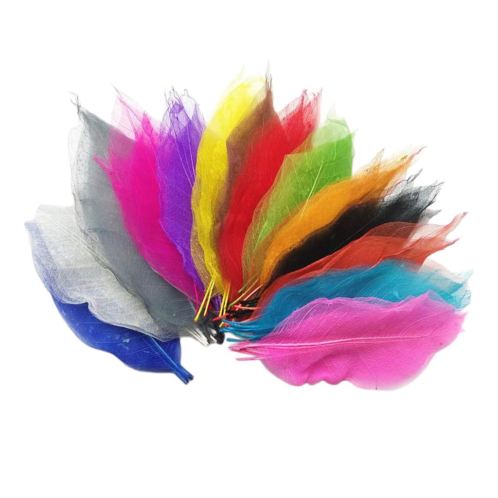 100x Natural Magnolia Skeleton Leaf Leaves Scrapbooking Multicolor