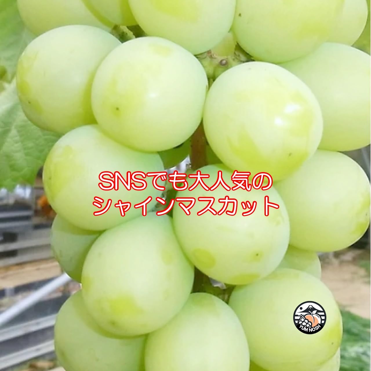 Amazon.co.jp: 山梨県産 こがらしシャインマスカット 1kg箱（1〜2房