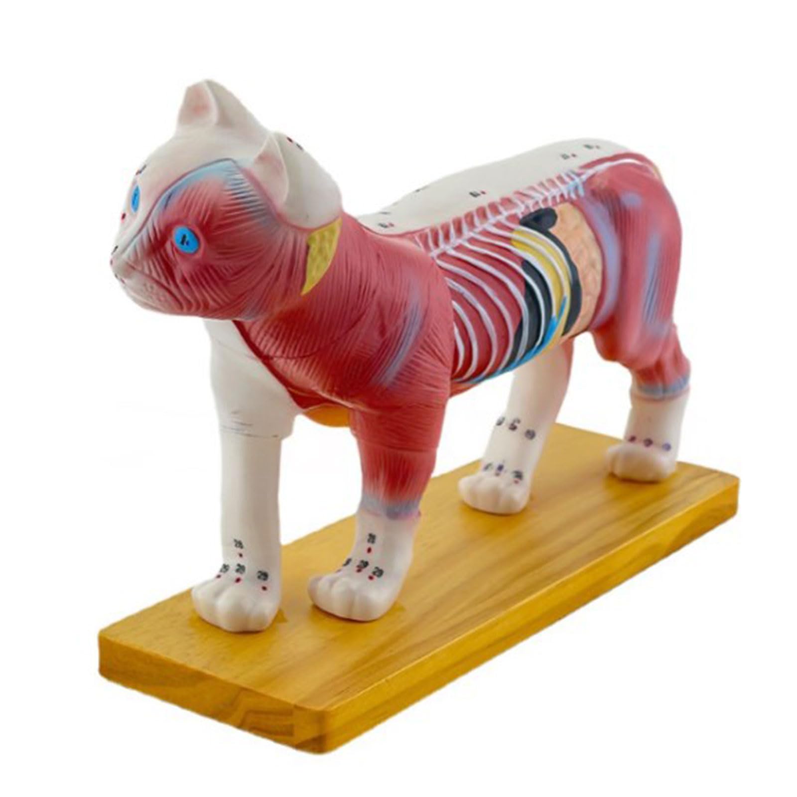 Modello di Anatomia del Gatto - Corpo degli organi Staccabili 28 Parti Modello anatomico dello Scheletro del Gatto - Modello di Anatomia del Gatto - per l'insegnamento didattico 1016 Modello Modello di Anatomia del Gatto - Corpo degli organi Staccabili 28 Parti Modello anatomico dello Scheletro del Gatto - Modello di Anatomia del Gatto - per l'insegnamento didattico 1016 Modello