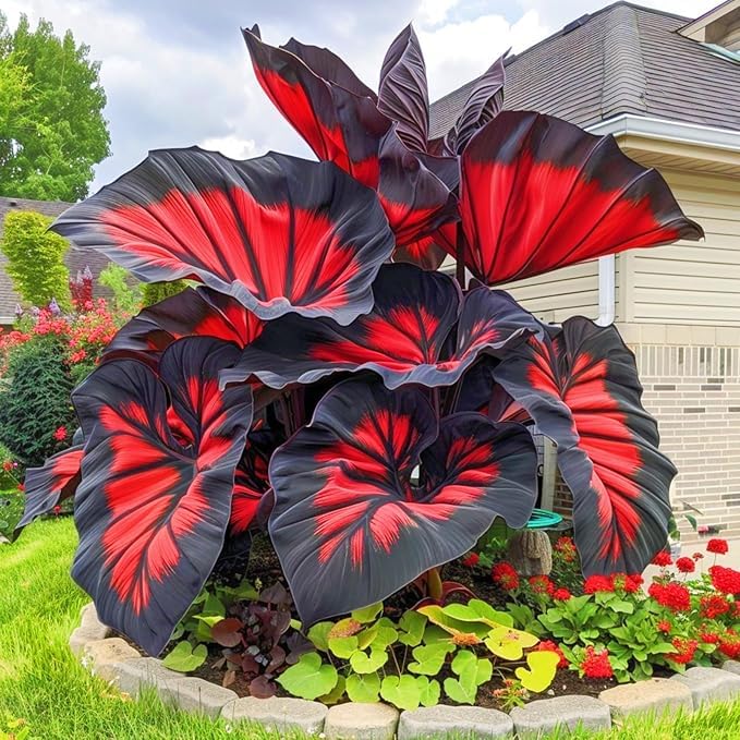 Image of Hosta Seeds For Planting (200 SEEDS) Low Maintenance - Grow Indoor /Outdoor Both - Grow Year Round (BLACK MARVEL)