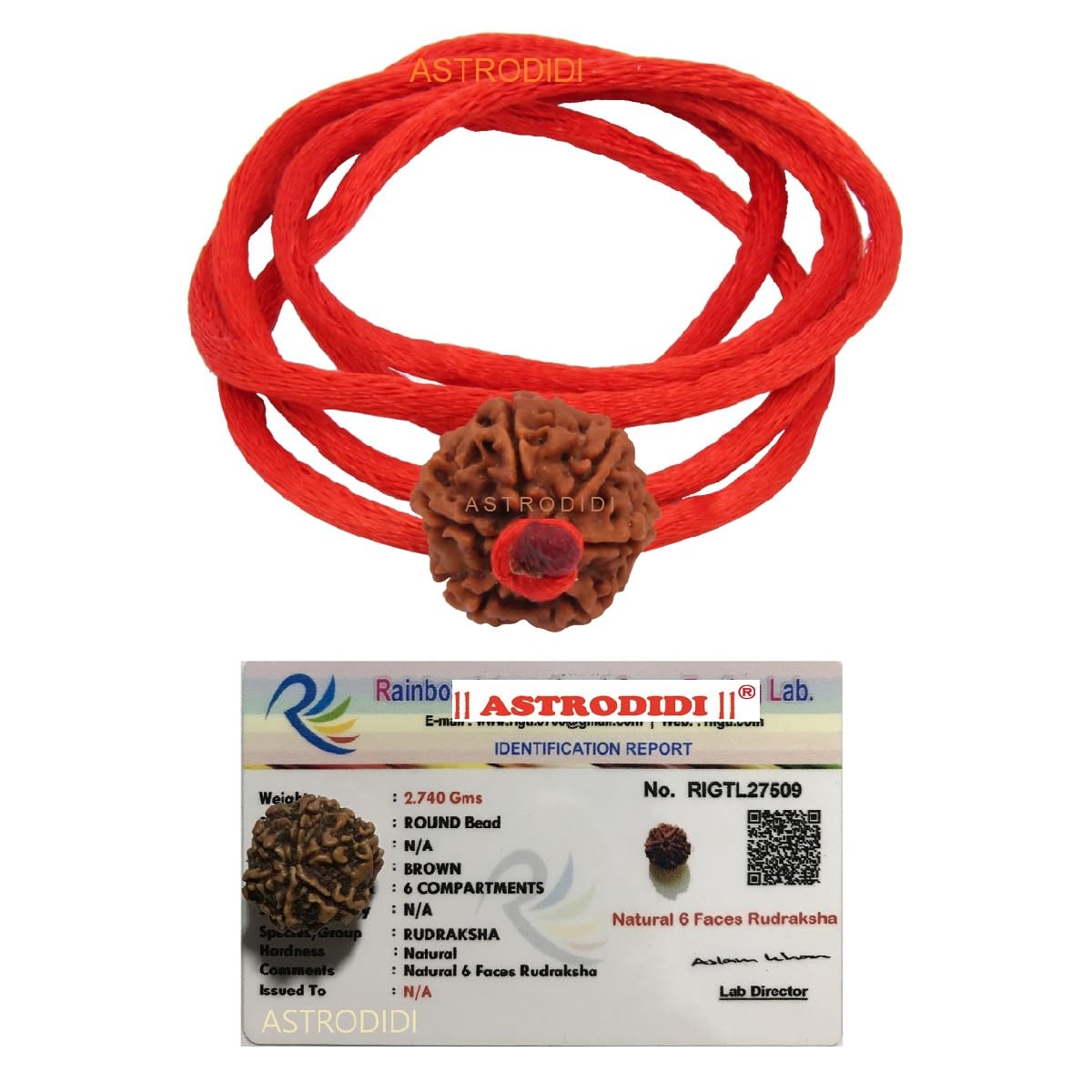 Astrodidi 6 Mukhi Rudraksha Nepali Bead with Red Thread for All time Wearing | Original Certified and Natural Six Face Nepali Rudraksh for Men Women Boys and Girls