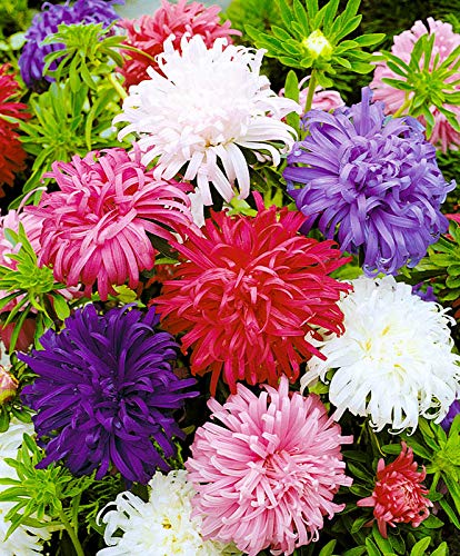 Seeds4Planting - Seeds Aster Krallen Mix Annual Flowers Non Gmo #TOP1