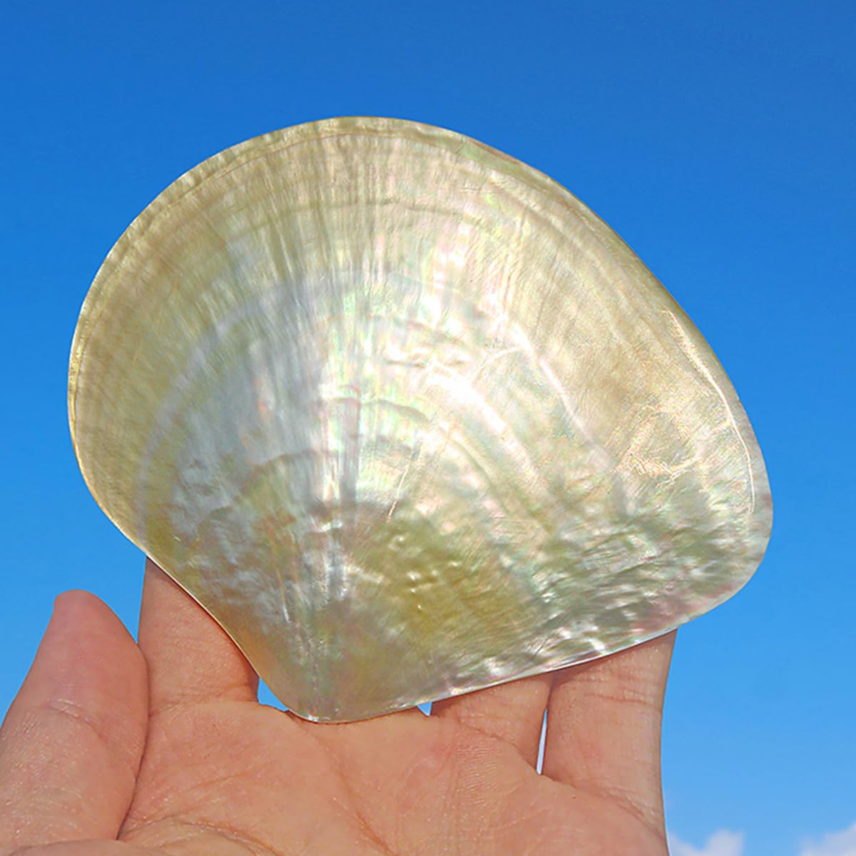 Coquillage, Coquille de mer Rare et réelle, 1 pièce, 9-10Cm, conque, décoration(10cm)