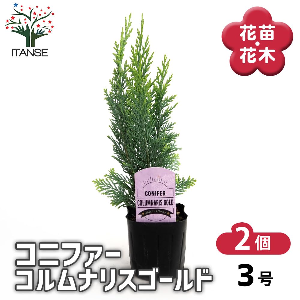 NOBU様　Picea abies nordmanniana コニファー　苗 NOBU様 Picea abies nordmanniana コニファー 苗 【公式通販】
