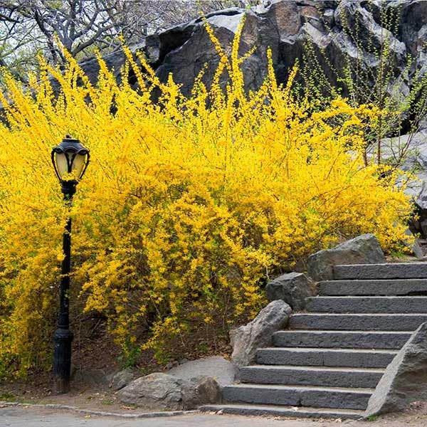 Lynwood Gold Forsythia