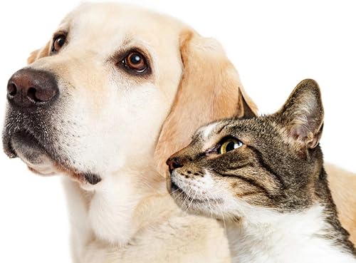 Miniatura 5 de Ayuda digestiva para mascotas  Ayuda digestiva para mascotas  para perros y gatos  PET PROBIOTIC  masticar  lactobacillus salivarius probiotic  2