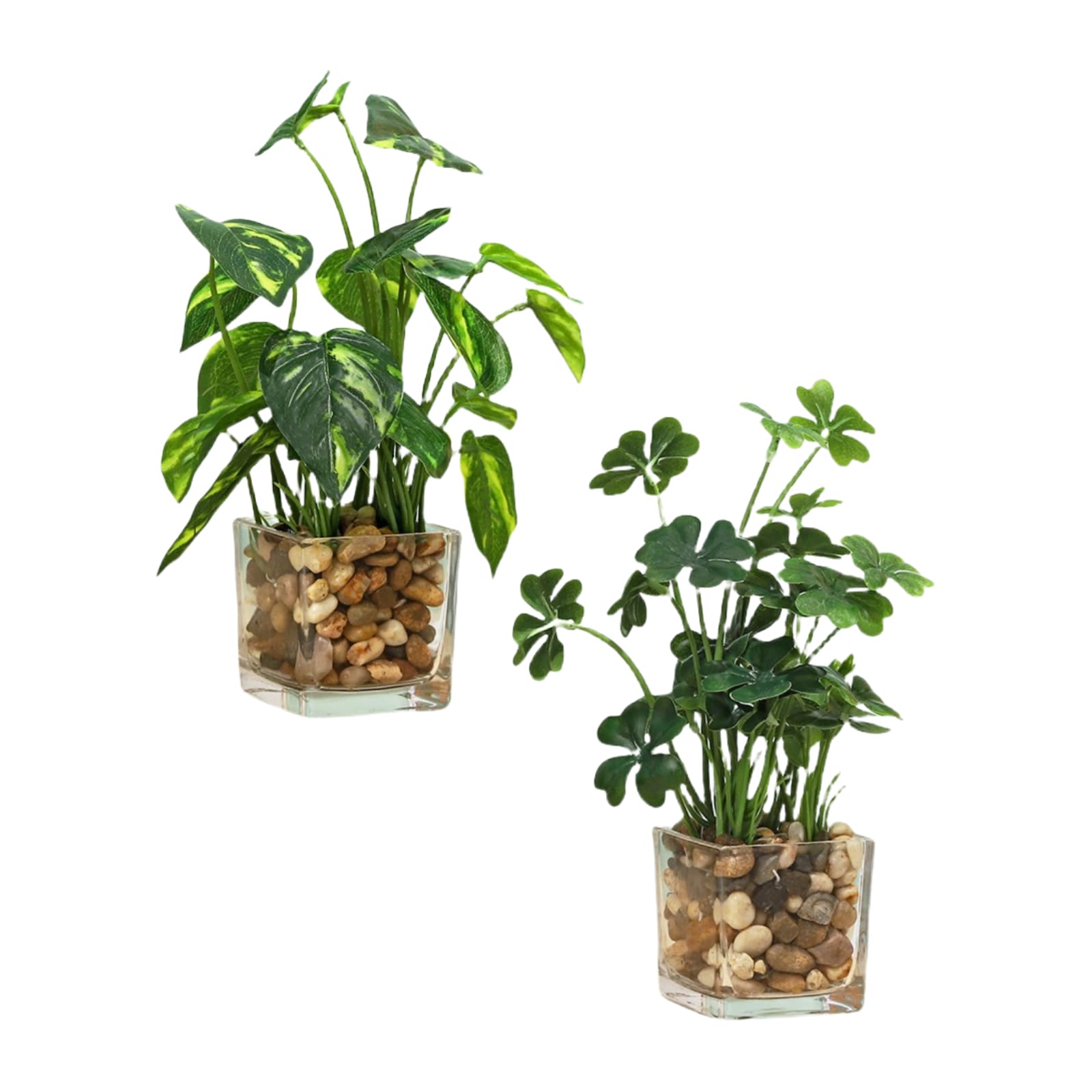 その他観葉植物 tomirio Amazon｜観葉植物ガラス瓶の四つ葉のクローバーの常緑樹の