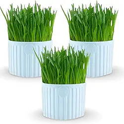 Kit 3 Graminhas Para Gatos Digestão Saudável Bola De Pelos Bacon Born Pet (Azul - Kit 3)