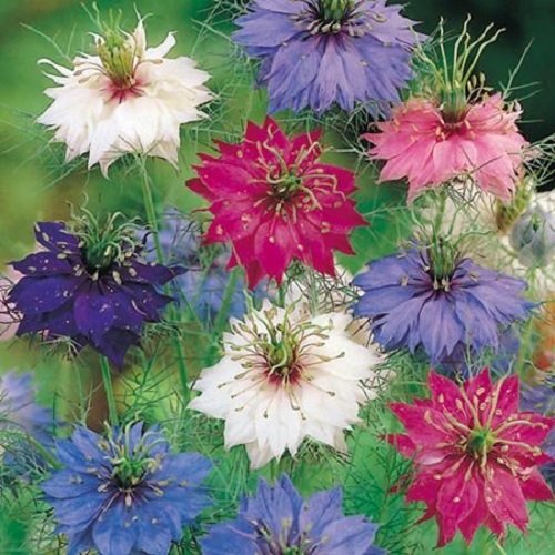 1kg Nigella Persian Jewels Mixed Flower Seeds - Annual - Love in The Mist by Pretty Wild Seeds Bulk Wholesale