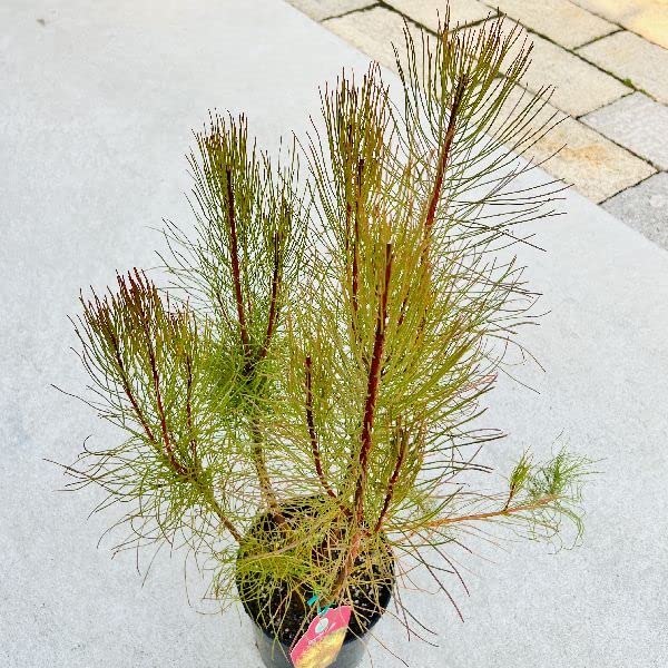 オーラックスパラシア 5号ポット タグ付き オーラックスパラシア 5号ポット