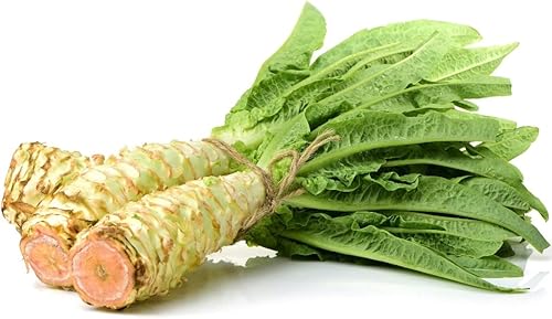 Semillas Espárragos Lechuga No GMO Heirloom 1000 Semillas