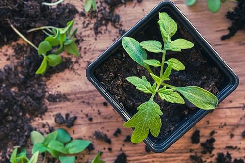 CZ Grain Maceta de plástico resistente de 3.5 pulgadas, macetas de inicio de semillas para trasplante de corte de plántulas suculentas (20 macetas)