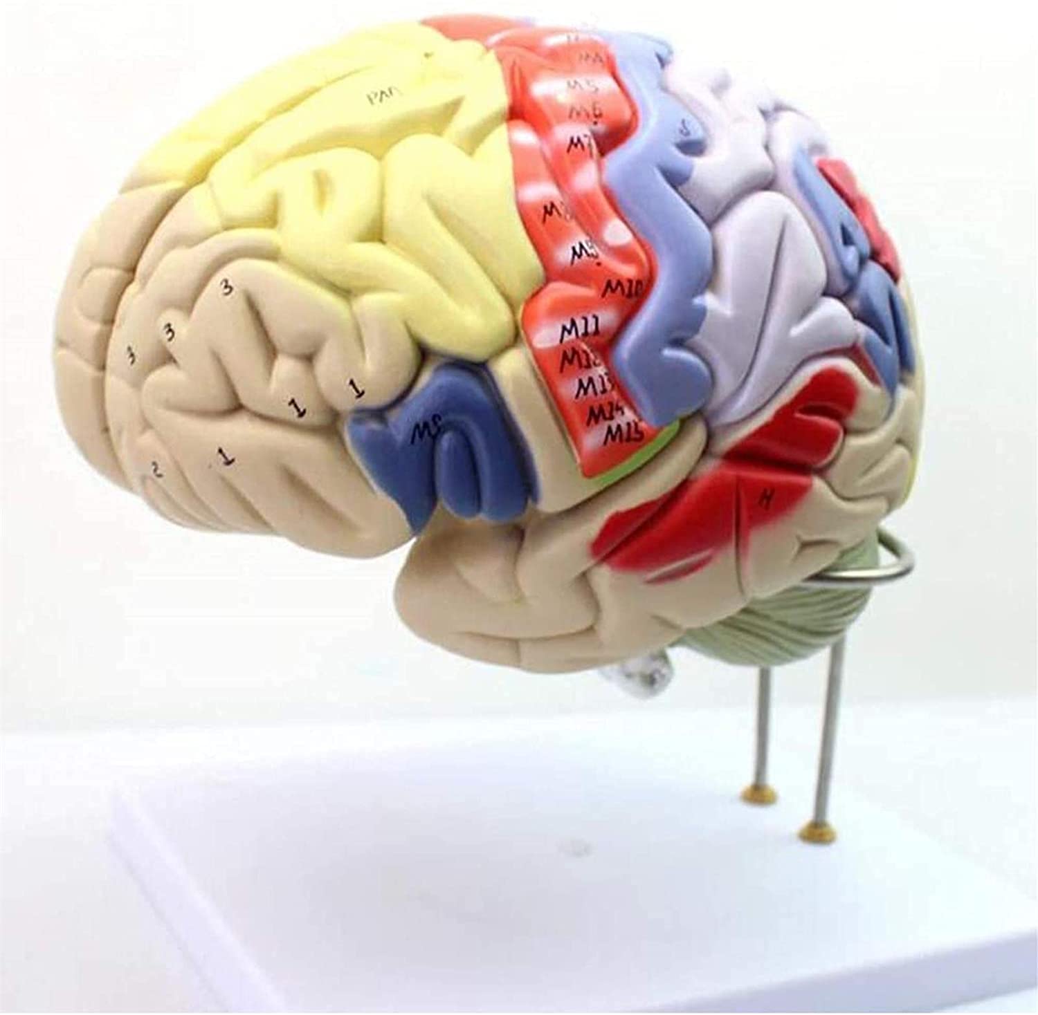 Human Torso Body Model Anatomy Human Brain Model,4 Parts Human Brain Model Anatomy Brain Model Color-Coded Identify The Different Brain Functions,2X Life-Size