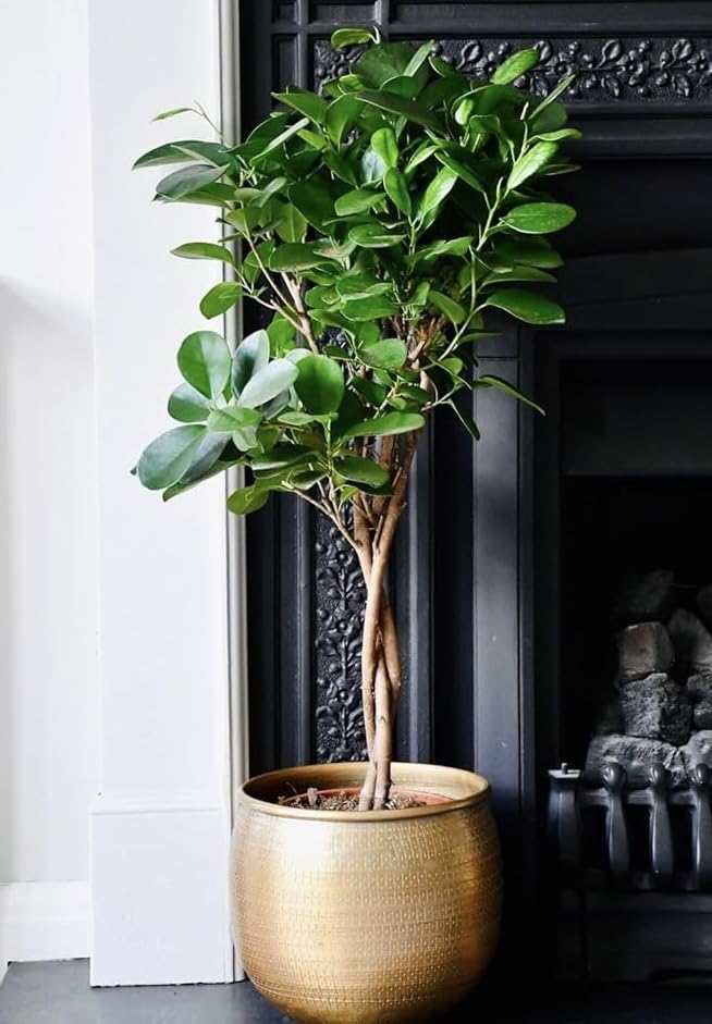China Bot indoor -Ficus Microcarpa Live Plant Chinese Banyan tree bonsai Live Plant,Without pot/for Gifting and Home Decor/Air purifiering indoor Plant, Green Foliage,(pack of -1) Cb2-image-26