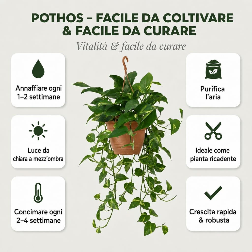 Pflanze Plus | Potos (Epipremnum aureum) | Lotto da 5 piante con vaso in zinco | Pianta da interno facile da curare