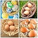 YunKo 6Pcs Wooden Fake Eggs Brown Wood Nest Eggs for Craft Decorate Get hens to Lay Egg Chicken Coop Accessories