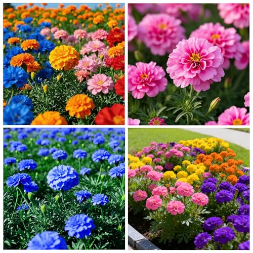 900+ Annual French Marigold Garden Flower Mix Flower...