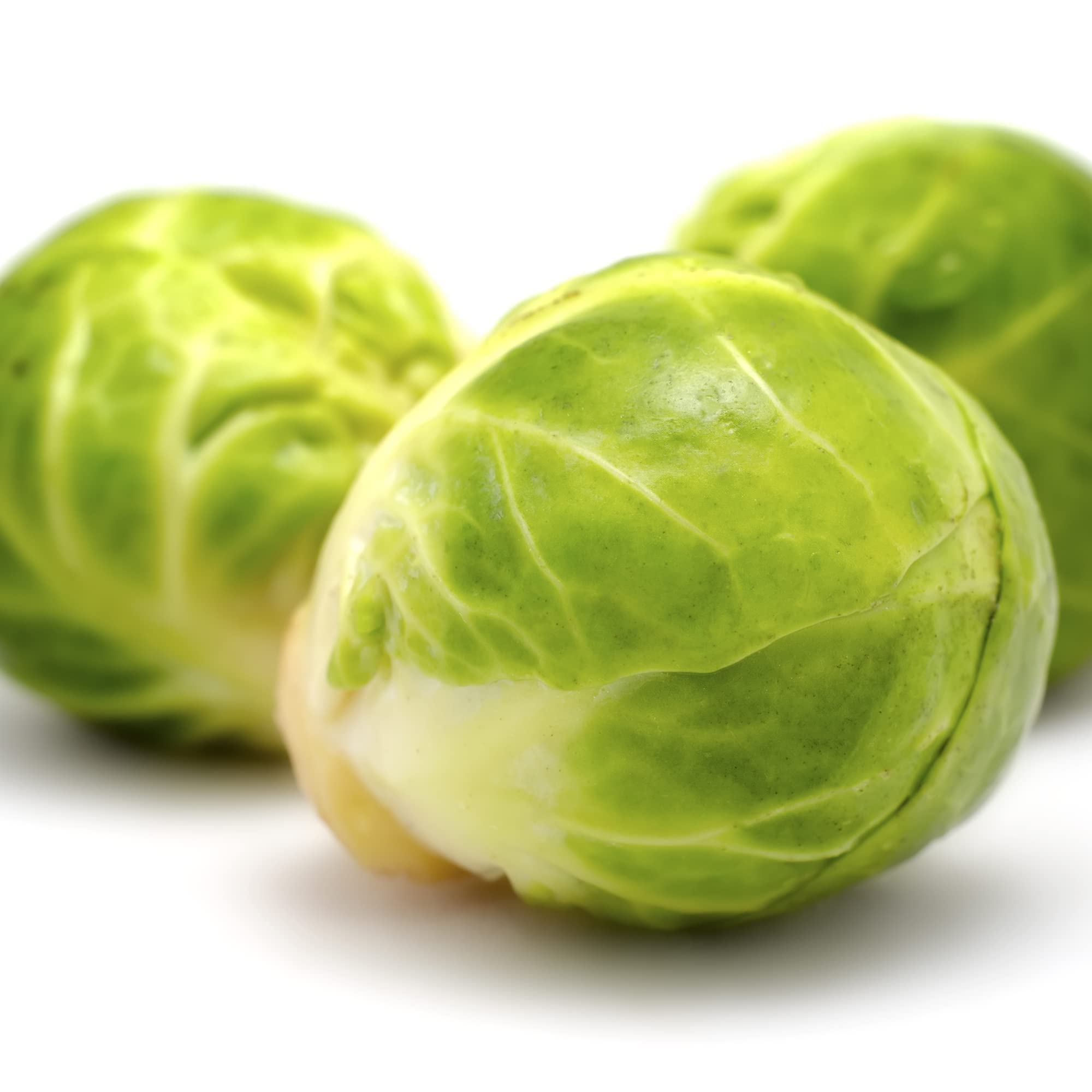 Brussels Sprouts Plants, 'Brigitte', 6 x Plug Plant Pack, Vegetable Plants, Sprouts, Garden Veg, Garden Ready and Ready to Plant, Premium Quality Vegetables