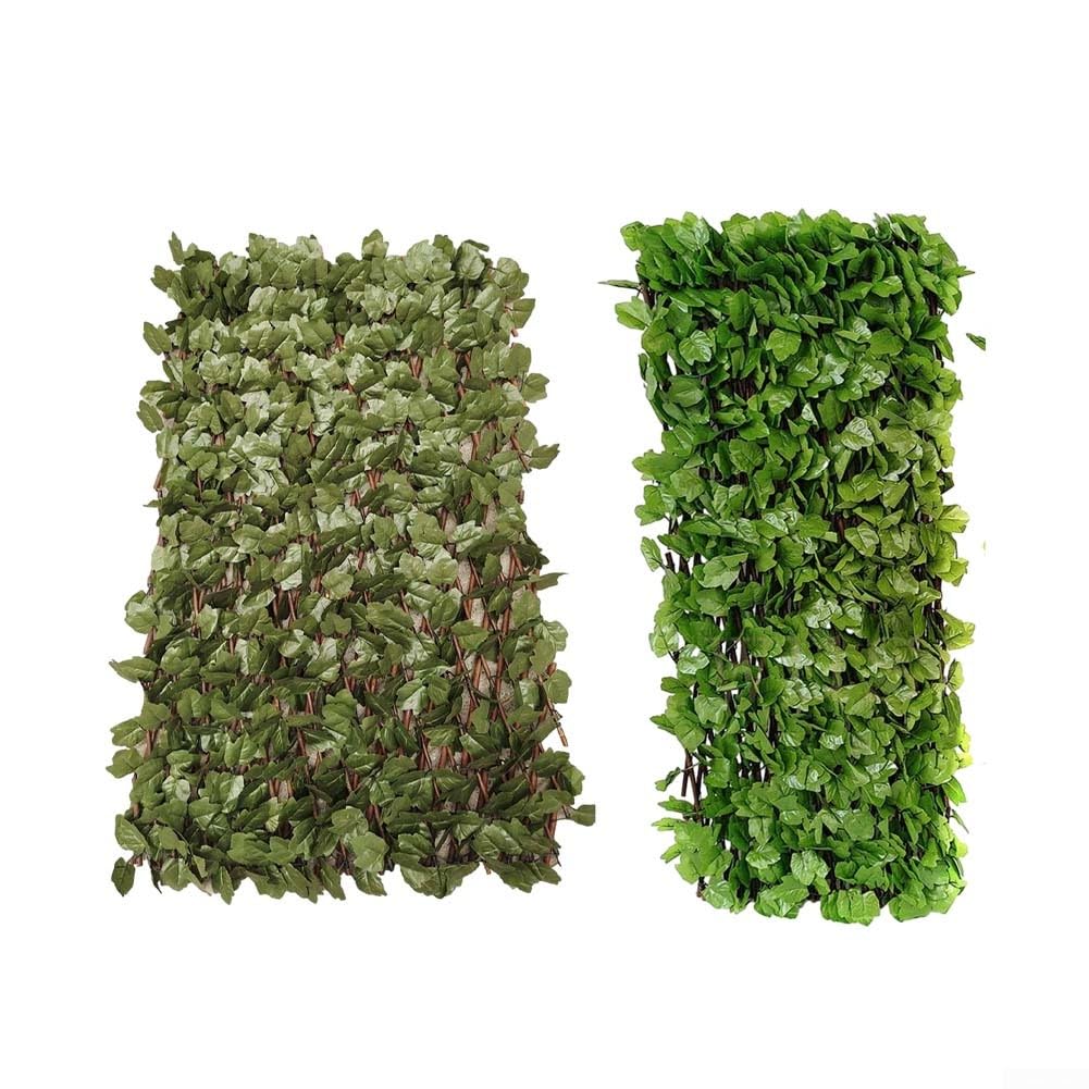 dracaena deremensis care Dracaena Deremensis Janet Craig Compacta - Air-purifying Plants