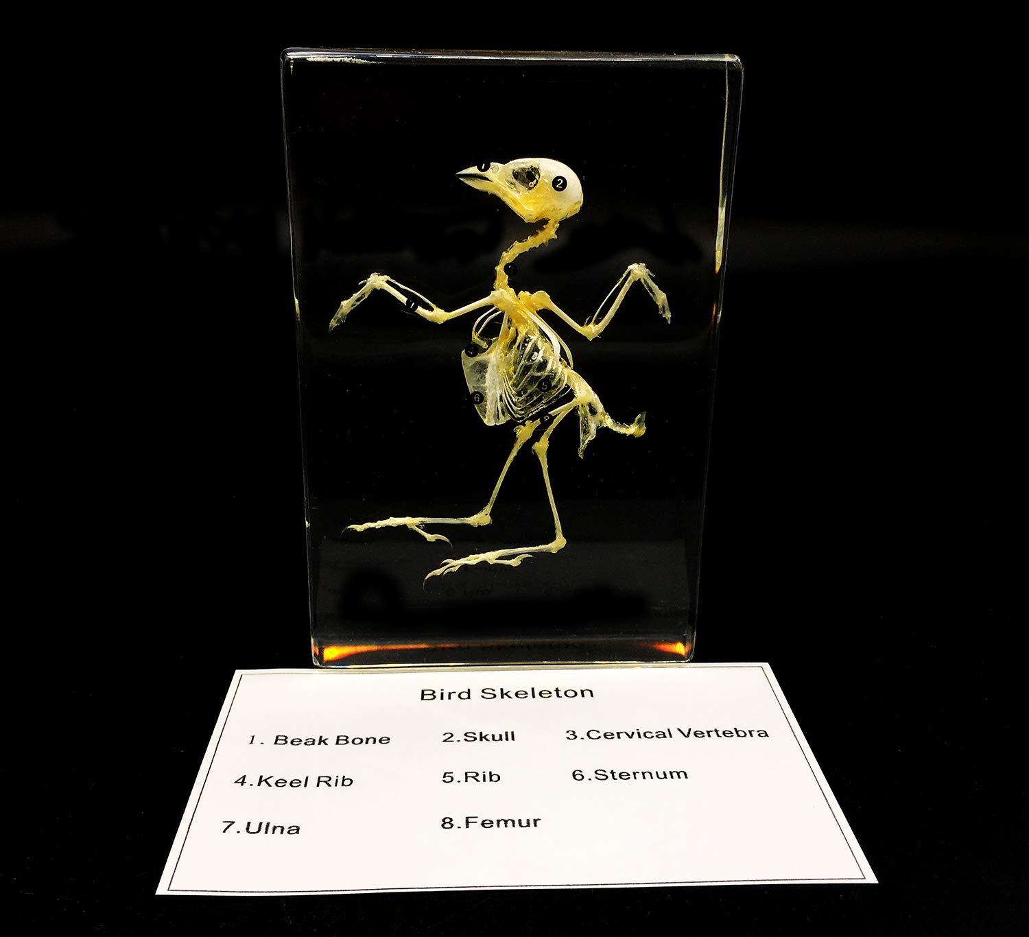 Real Bird Skeleton Specimen in Acrylic Block Paperweights Science Classroom Specimens for Science Education(5.3x3.5x1 inch)