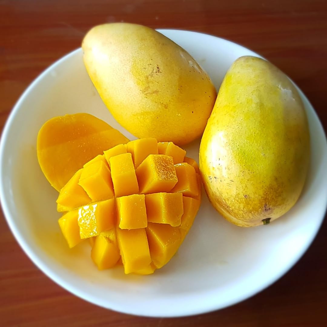 M-Tech Gardens Rare Mango Fruit Plant (Carabao, Grafted Hybrid) Exotic 1 Live Fruit Plant