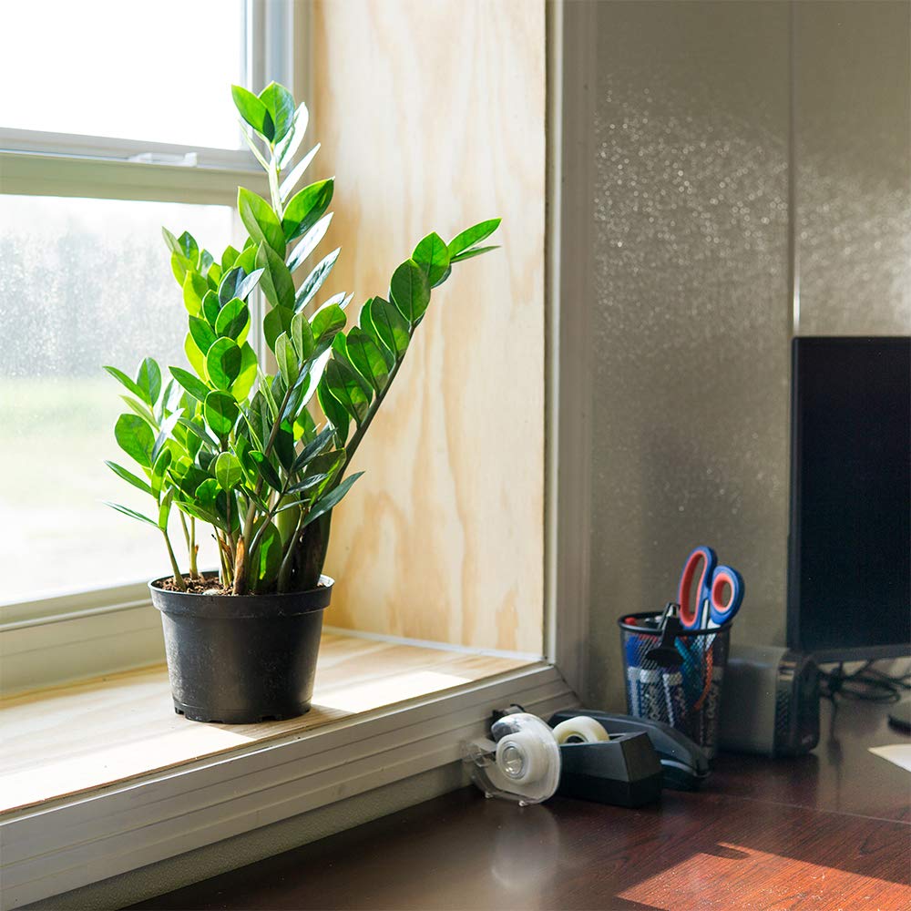 zebra spider plant Chlorophytum comosum, Spider Plant  Happy Houseplants