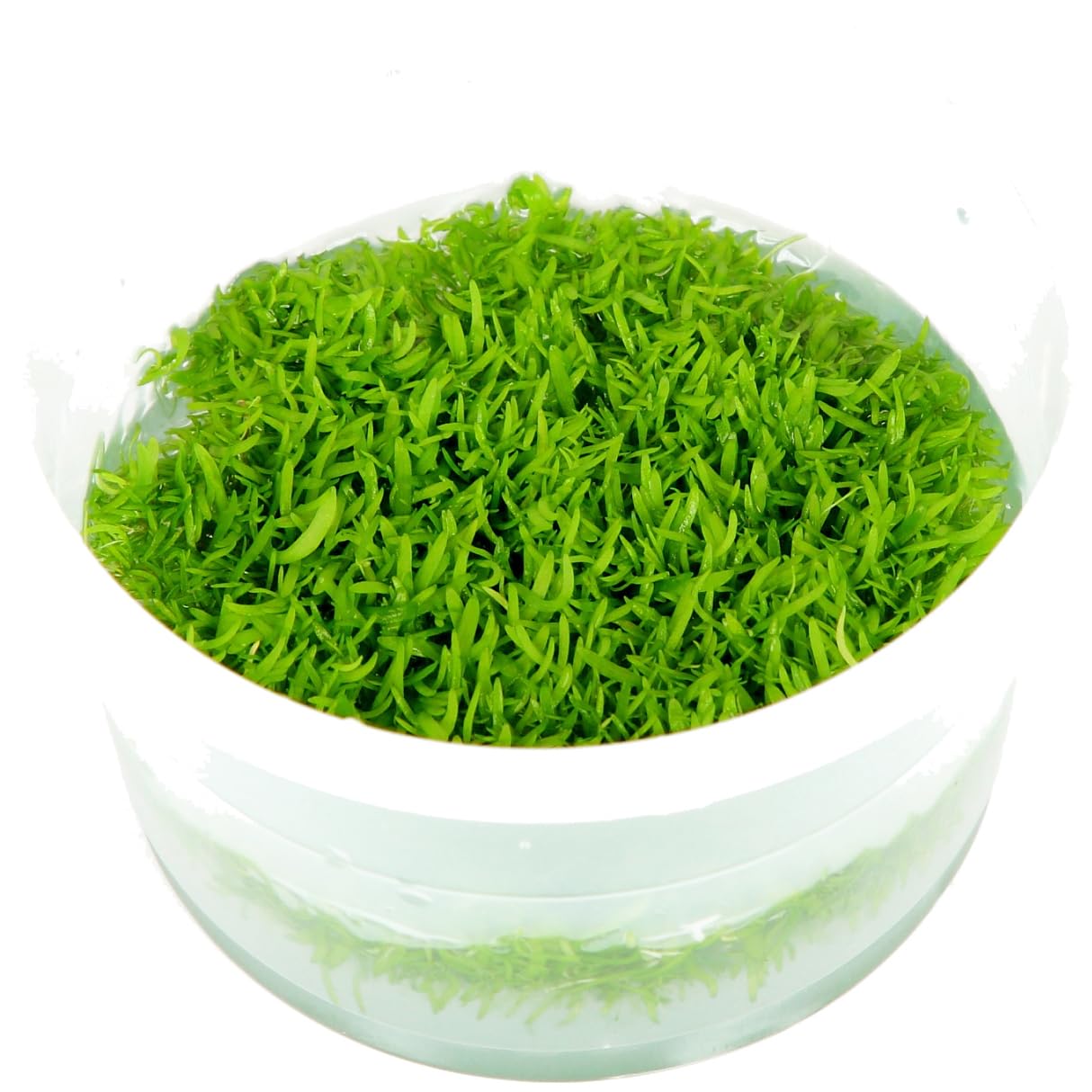 Tropica 1-2-GROW! Utricularia graminifolia - Grasblättriger Wasserschlauch - In-Vitro Aquariumpflanze