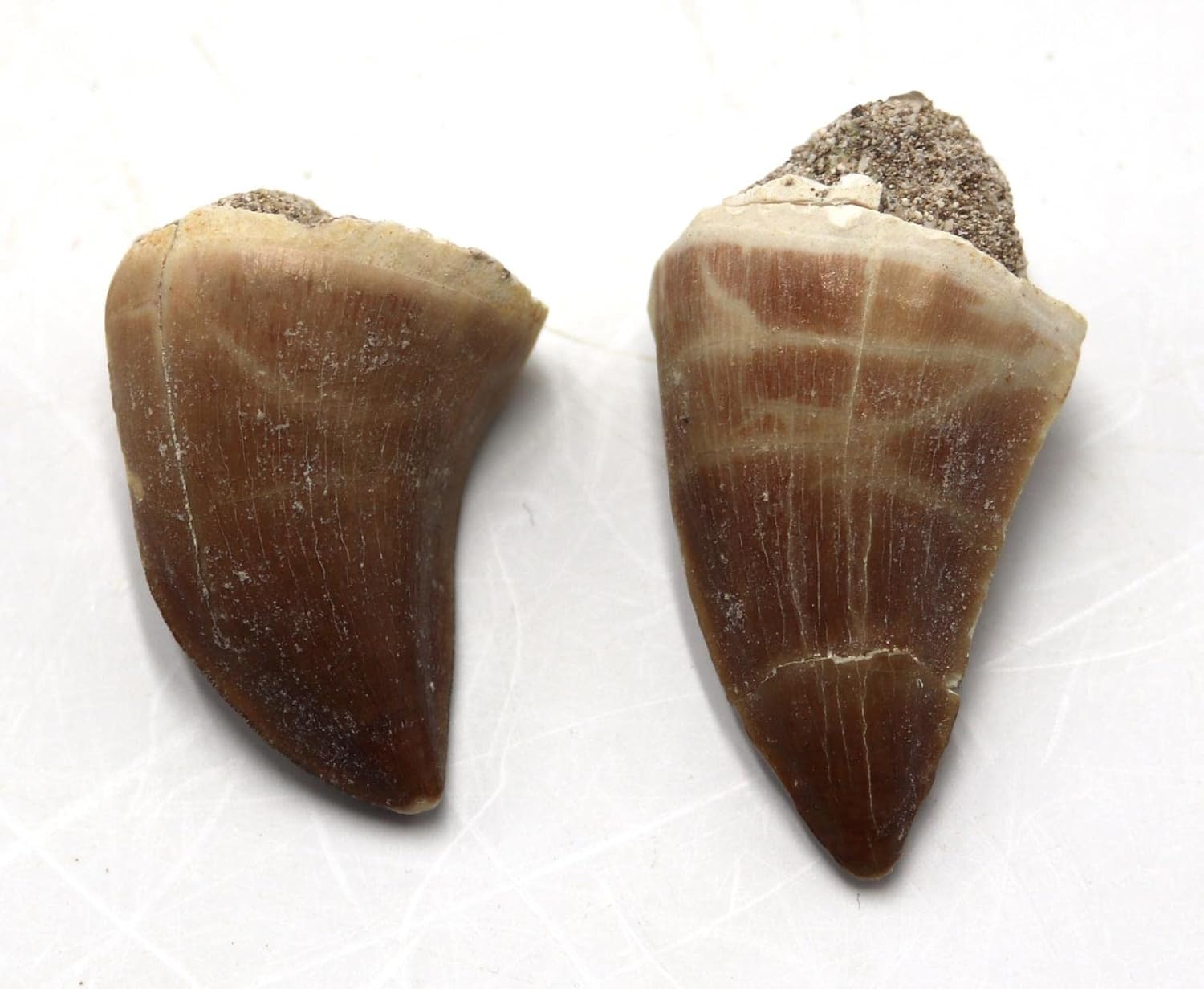 Two Mosasaur Tooth Fossils in Display Box 17221