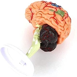 Human / 4D Model Human Brain Model Disassembled Brain Model Teaching Medical Anatomical Modeluseful SaiFei