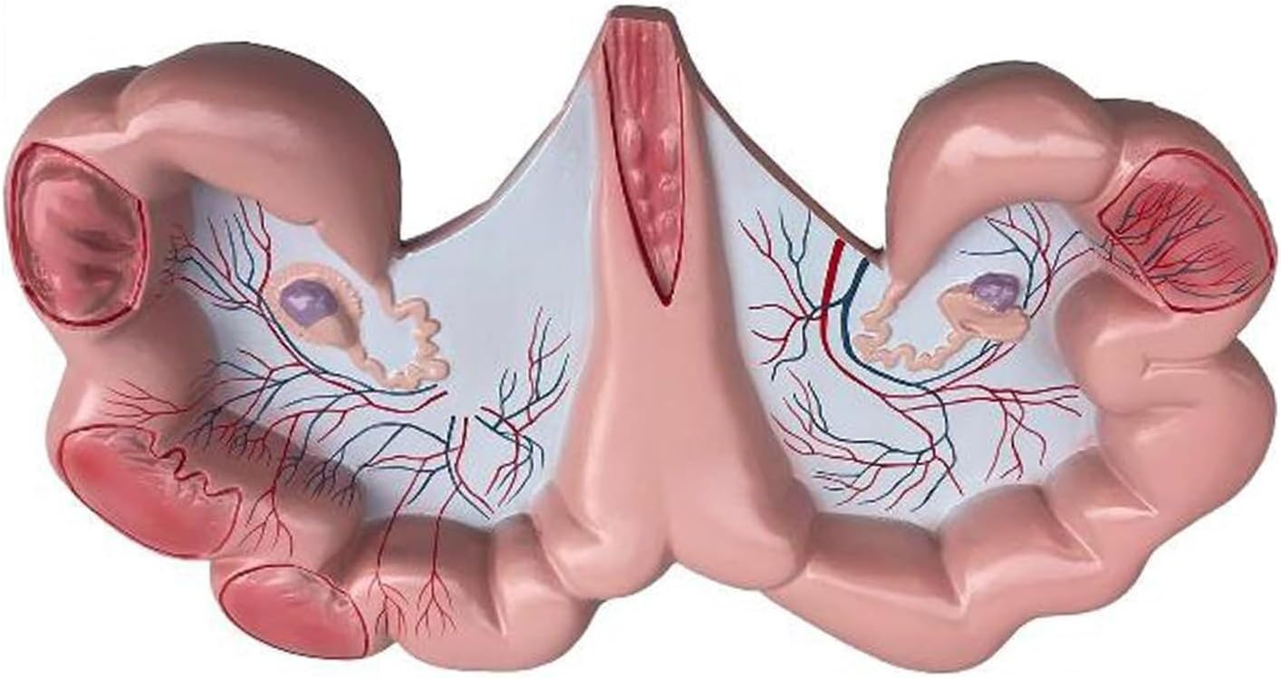 Animal Reproductive Organ Model, Pig Uterus Anatomy Model, for Physiology Biology Teaching Demonstrations Research