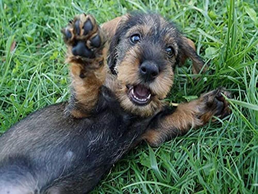Brennora Stamped Cross Stitch Kits for Adults Puppy 11CT Counted Cross-Stitch Embroidery Patterns Beginners Home Decor 16x20 inch