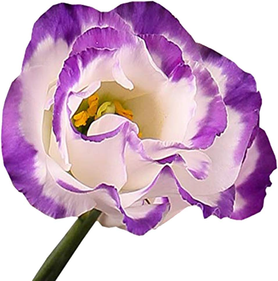 Nema Heirloom Lisianthus Eustoma Seeds - White and Purple - 100 Pcs