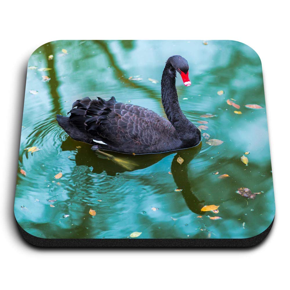 Destination Vinyl Ltd Multicolor 1 X Square Mdf Fridge Magnet - Black Swan 16395