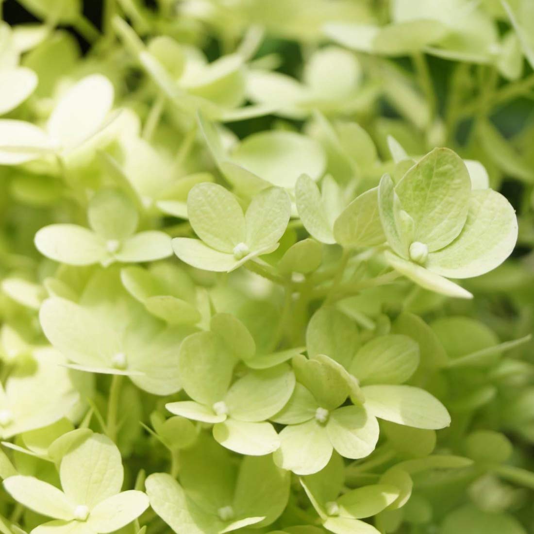 Hydrangea Paniculata 'Limelight'- Hortensia paniculé 'Limelight' 40-50 cm en conteneur