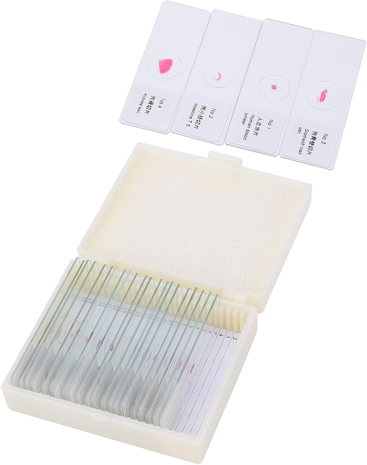 25Pcs Animal Slides Microscope Sample Slides Specimens for Science Education: EasytoIdentify HighQuality Glass Slides with Labels - Suitable for Observation with a Microscope/29203