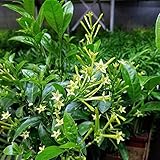 9GreenBox Night Blooming Jasmine Plant - Cestrum nocturnum - 4' Pot