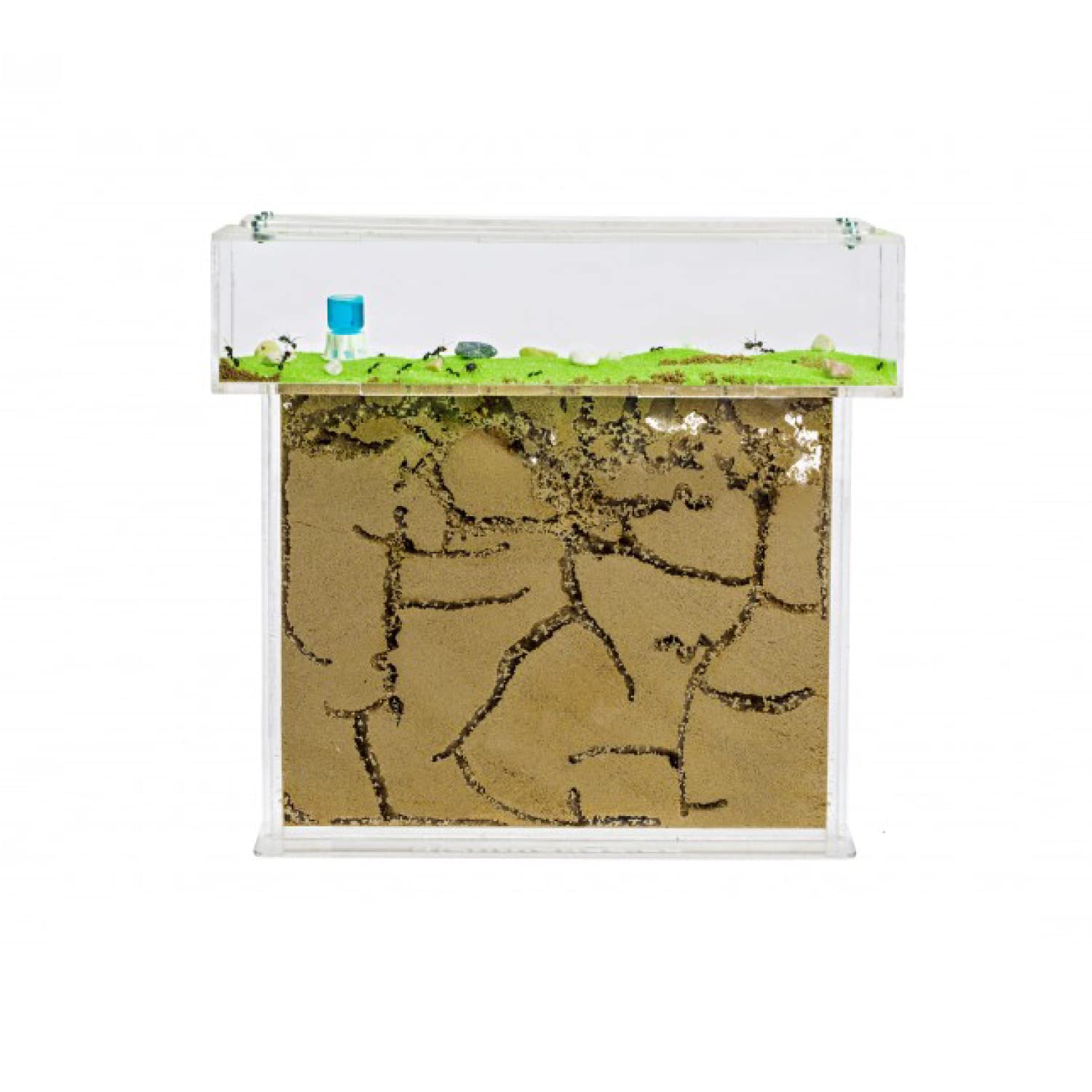 Anthouse.es - Kit Hormiguero Acrílico en Forma de T - Sándwich y Caja de Forrajeo con Tapa Retirable - Hormiguero con Hormigas Vivas Incluidas - Hormiguero de 25x20x1,5 cm - Transparente - 2