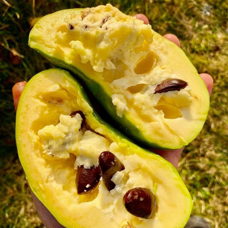 Pawpaw Tree Live Plant, 6 to 12 Inch Tall Perennial Hardy Paw Paw Fruit Plant Live in Pot, Well Rooted