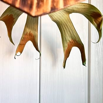 Amazon｜【おしゃれな壁掛け観葉植物】ビカクシダ ステマリア 大