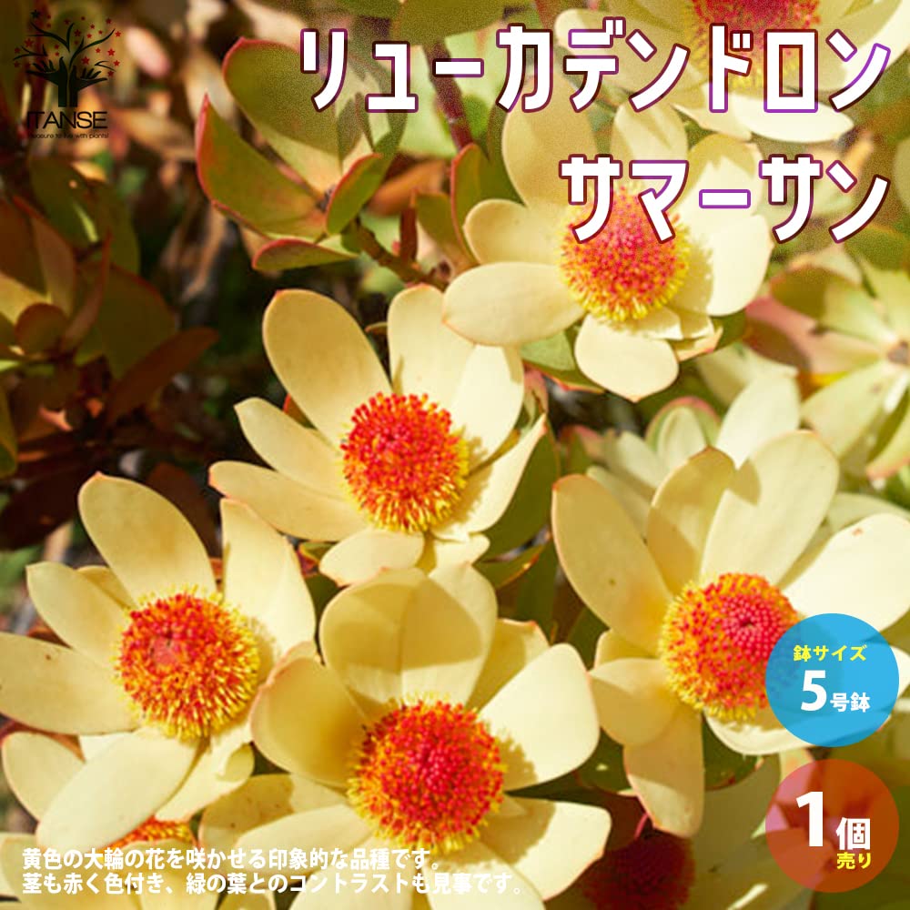 Amazon.co.jp: リューカデンドロン・サマーサン 5号ポット【品種で