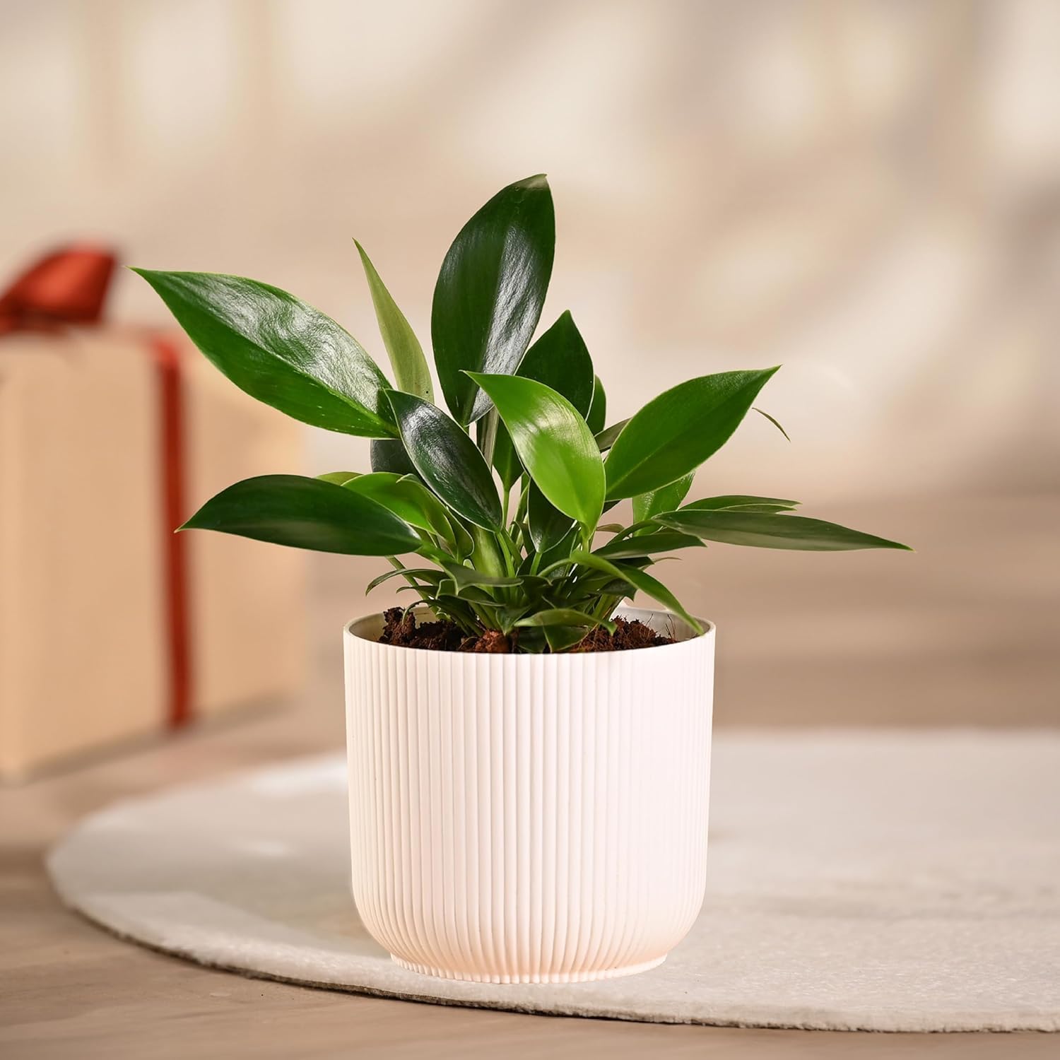 Live Philodendron Birkin Plant with Black Pot | Plants for Living Room | Live Plants with Pots-image-16