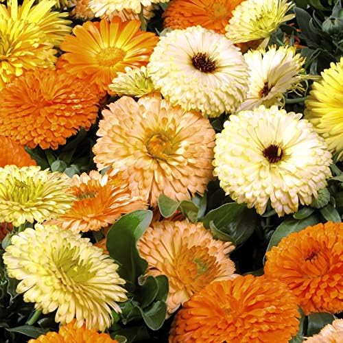Calendula Seeds for Planting UK 'Fiesta Gitana Mixed' RHS AGM English Marigold Pot Marigold Hardy Annual Easy to Grow Your Own Outdoor Garden Flower Plants (Approx. 160 Seeds) by Thompson and Morgan